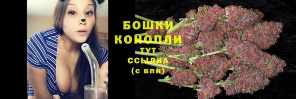 индика Новодвинск